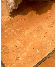 UNIQLO | スカート