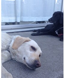 ラブラドール | お気にの銭湯の近くのデイサービス施設のセラピー犬、かすみとさくら😚(その他)