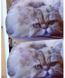 私の猫りんくん | その他