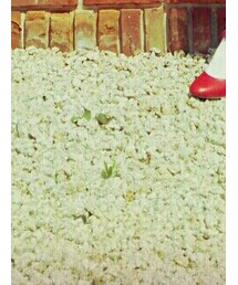 tutuanna* | レッグウェア