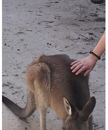 kangaroo | その他