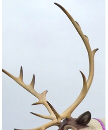 ディズニーランド | その他