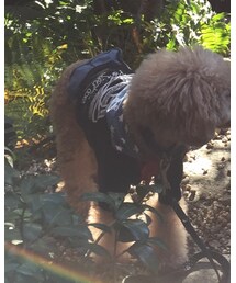 パリエロ | Tシャツ/カットソー