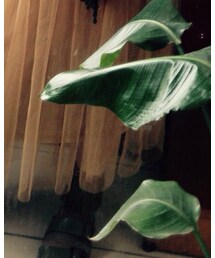 BIRKENSTOCK | サンダル