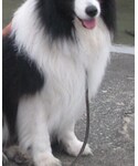 犬の「フォーマルスーツ/小物(スーツベスト)」