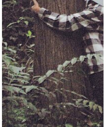 大きい木 | セットアップ