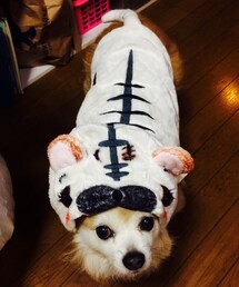 PETT | 白虎をクマにしようとした結果。(その他)