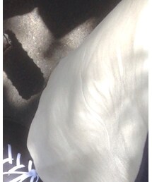 RALPH LAUREN | スラックス