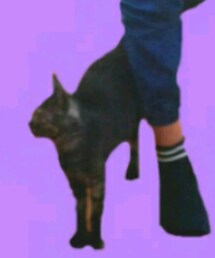 フラッフィー | 黒トラねこさん(その他)