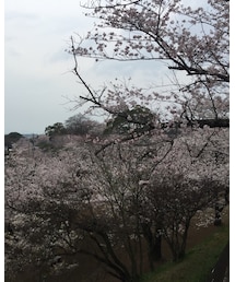 桜🌸 | その他
