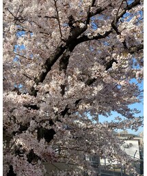 桜が綺麗だね🌸 | その他