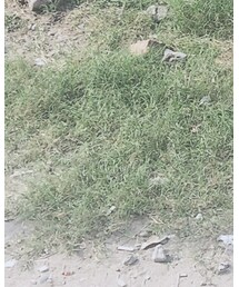 PUMA | その他シューズ