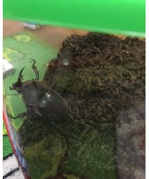 カブトムシ | トップス