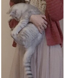 英短银渐层 | その他