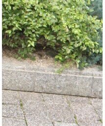 FABIO RUSCONI | パンプス