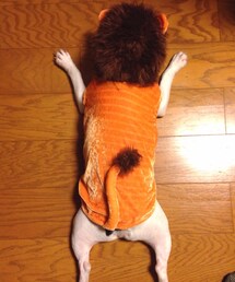 narikiri pets | ライオンの服(サロペット/オーバーオール)