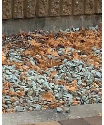 Paraboot | ドレスシューズ