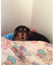 吾郎くん🐶 | その他