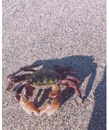 🦀カニさん🦀 | その他