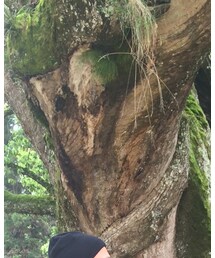 乎知命御手植の楠 | その他