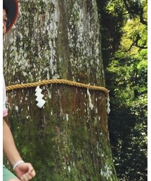 霧島神宮の御神木 | その他