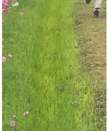 無印良品 | Tシャツ/カットソー