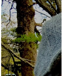 Supreme  | キャップ