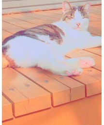 トムちゃん | その他