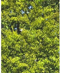 GU | シャツ/ブラウス