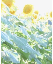 ひまわり畑🌻🌻🌻 | その他