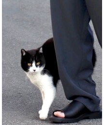 近所ののらねこ | その他
