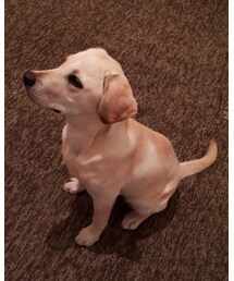 昨日のはれさん | その他