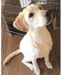 はれさん | その他