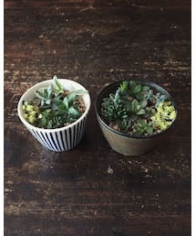 寄せ植え | その他