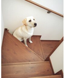 はれさん | その他