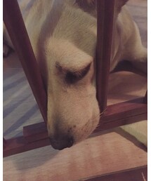 雷  こわい | その他