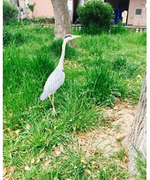 野鳥🦆さん | その他