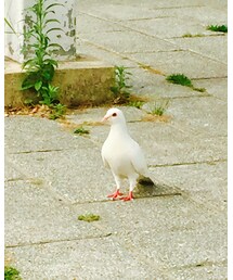 白い鳩🕊 | その他