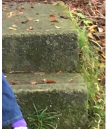 森の朝 | ソックス/靴下