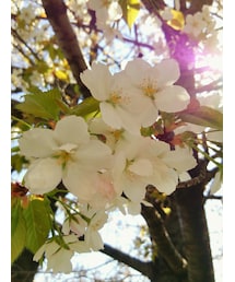 🌸 | サクラ🌸(その他)