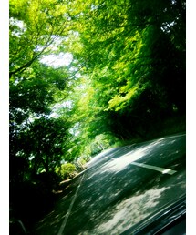 🌿 | 緑のトンネル(その他)