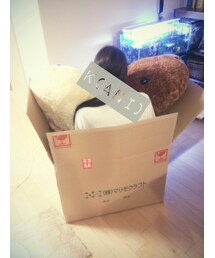 [ﾟдﾟ] | 箱入り(その他)