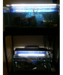 🐠 | 60と45cm水槽(その他)
