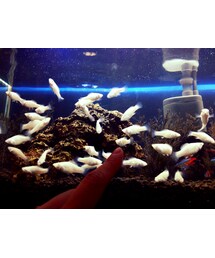 🐠 | うじゃうじゃ(その他)