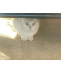 美人なお客さん🐱 | その他