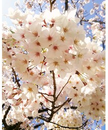 🌸🌸 | その他