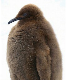 ペンギンのヒナ | モフモフ(その他)