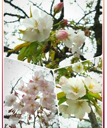 🌸 | その他