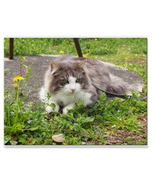 🐱 | 銀次郎さん(その他)