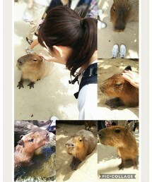 カピバラさん♪ | その他